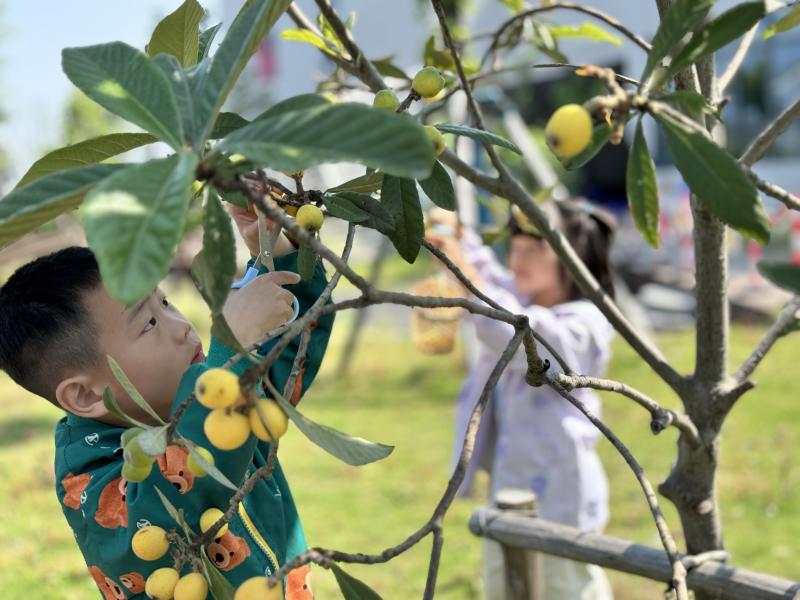 用简剪刀剪枇杷.JPG 用简剪刀剪枇杷.JPG